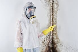 Environmental Consulting for Mold Prevention in Bloomingdale, FL